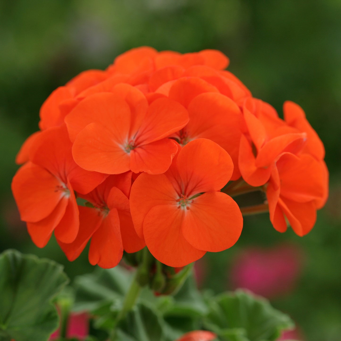 Bedding Plants - Geranium F1 Horizon Orange (6 Pack)