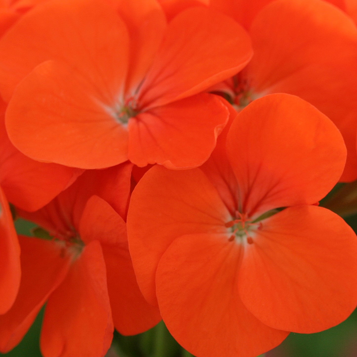 Bedding Plants - Geranium F1 Horizon Orange (6 Pack)