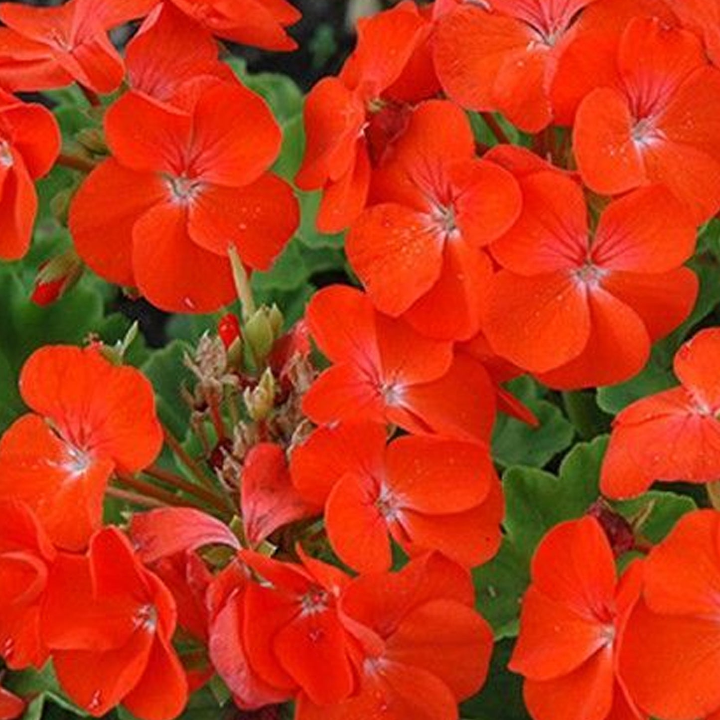 Bedding Plants - Geranium F1 Horizon Orange (6 Pack)