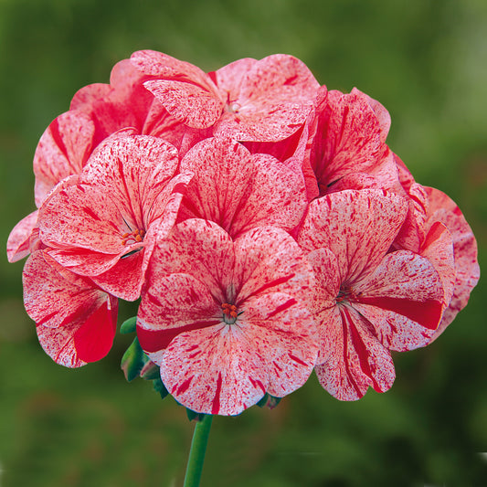 Bedding Plants - Geranium F1 Horizon Raspberry Ripple (6 Pack)