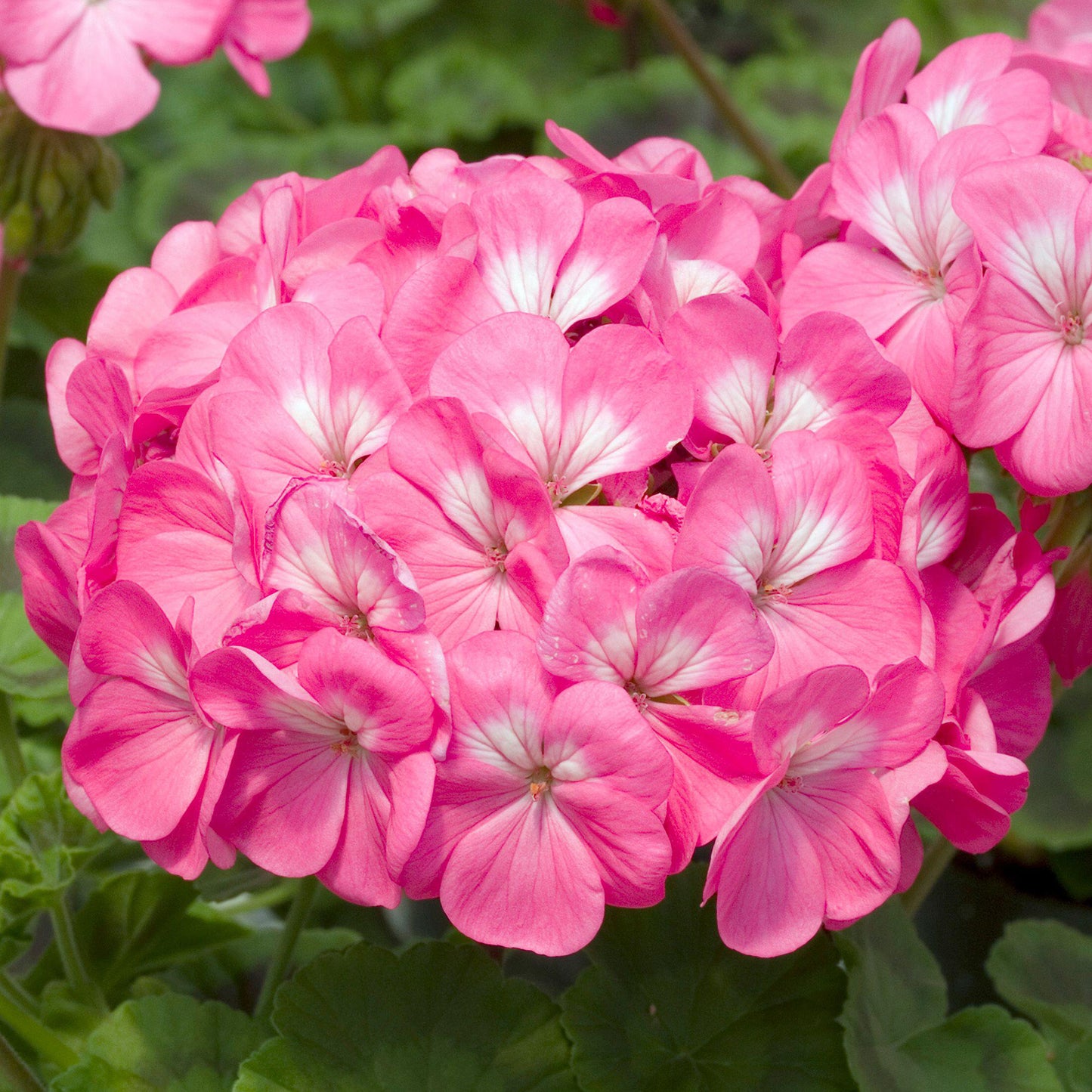 Bedding Plants - Geranium F1 Horizon Rose (6 Pack)