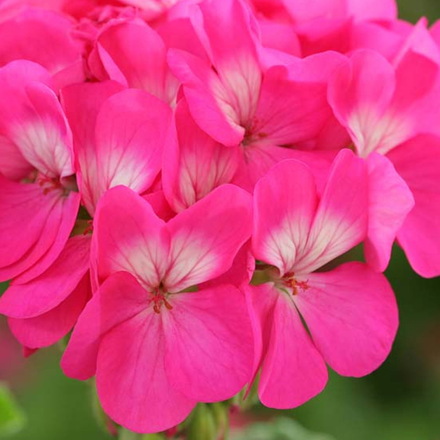 Bedding Plants - Geranium F1 Horizon Rose (6 Pack)