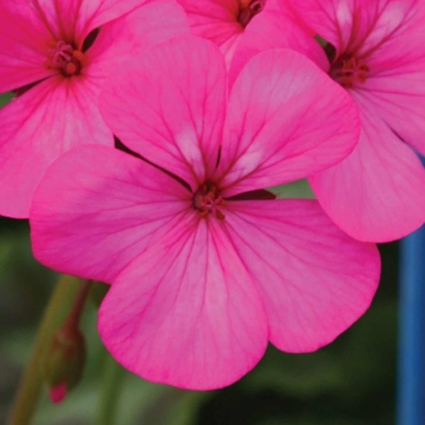 Bedding Plants - Geranium F1 Horizon Rose (6 Pack)