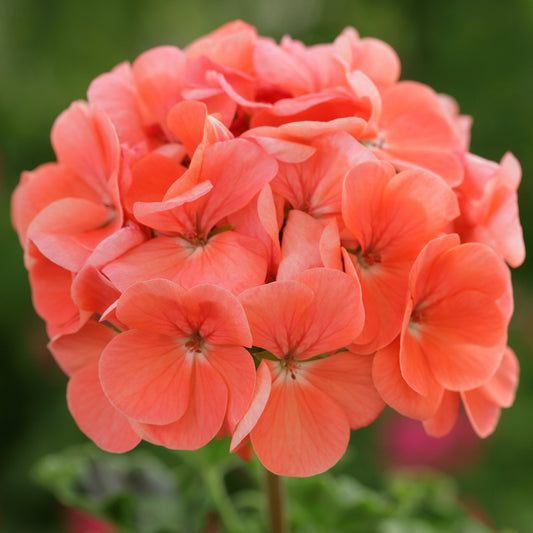 Bedding Plants - Geranium F1 Horizon Salmon (6 Pack)