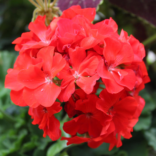 Bedding Plants - Geranium F1 Horizon Scarlet (6 Pack)