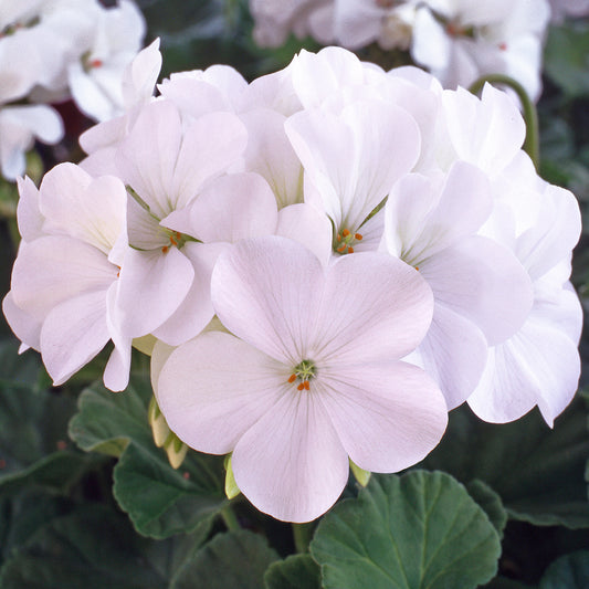 Bedding Plants - Geranium F1 Horizon White (6 Pack)