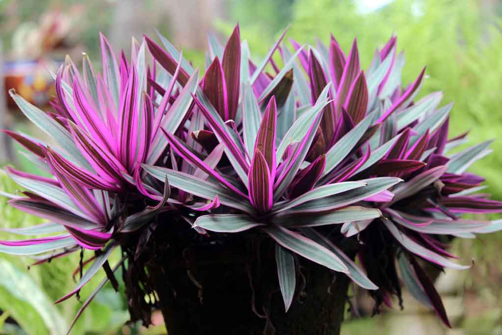 Tradescantia Sitara (12cm)