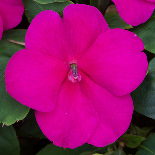 Bedding Plants - Impatiens Beacon Violet Shades (6 Pack)