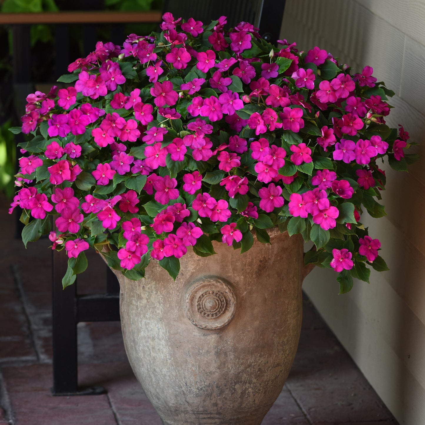 Bedding Plants - Impatiens Beacon Violet Shades (6 Pack)