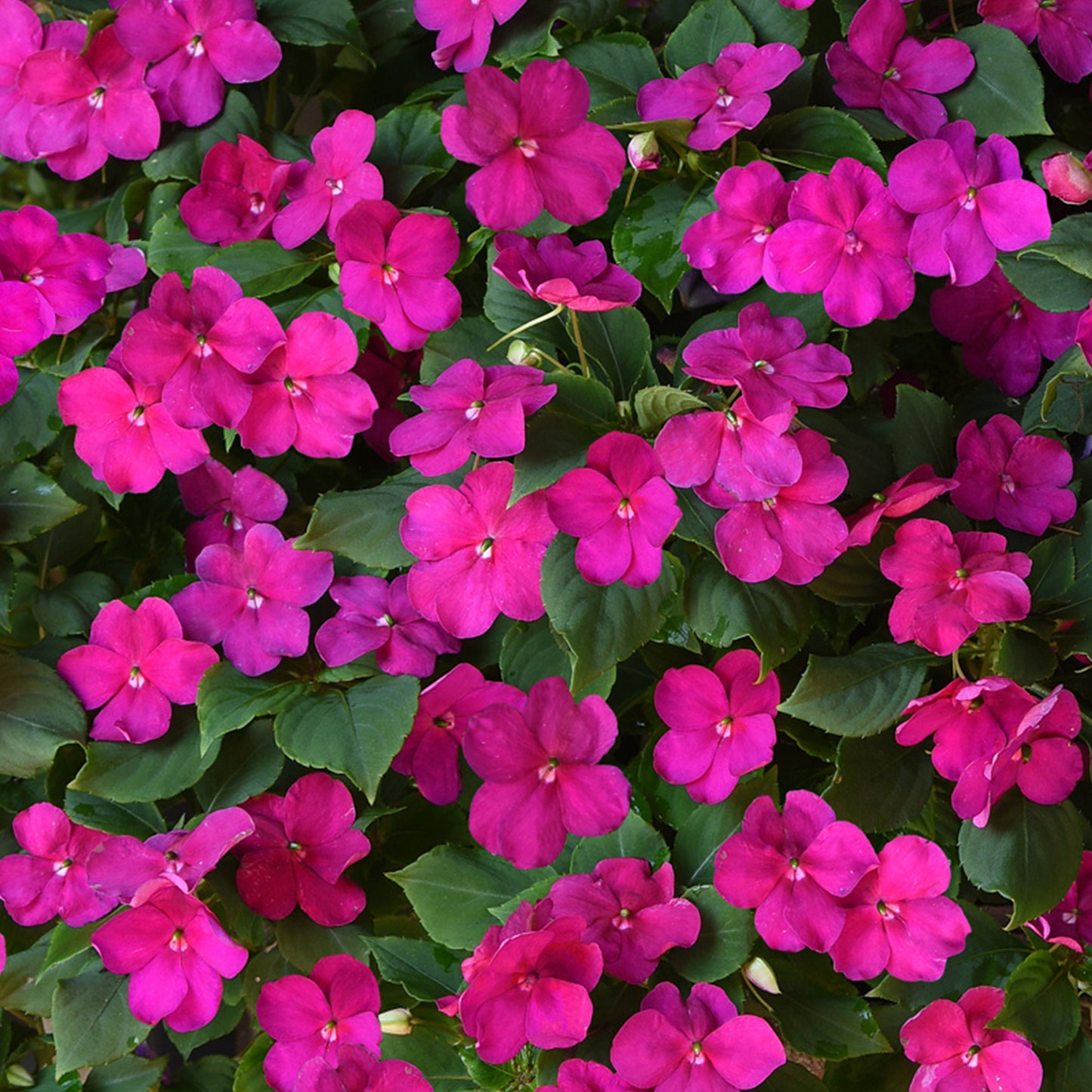Bedding Plants - Impatiens Beacon Violet Shades (6 Pack)