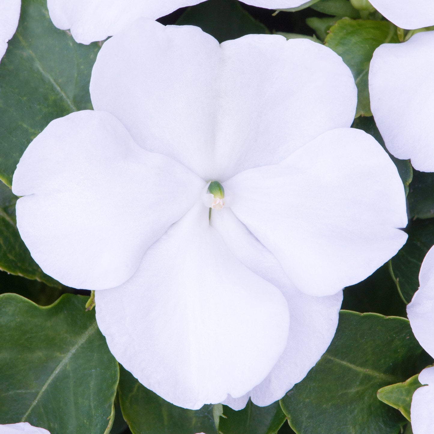 Bedding Plants - Impatiens Beacon White (6 Pack)