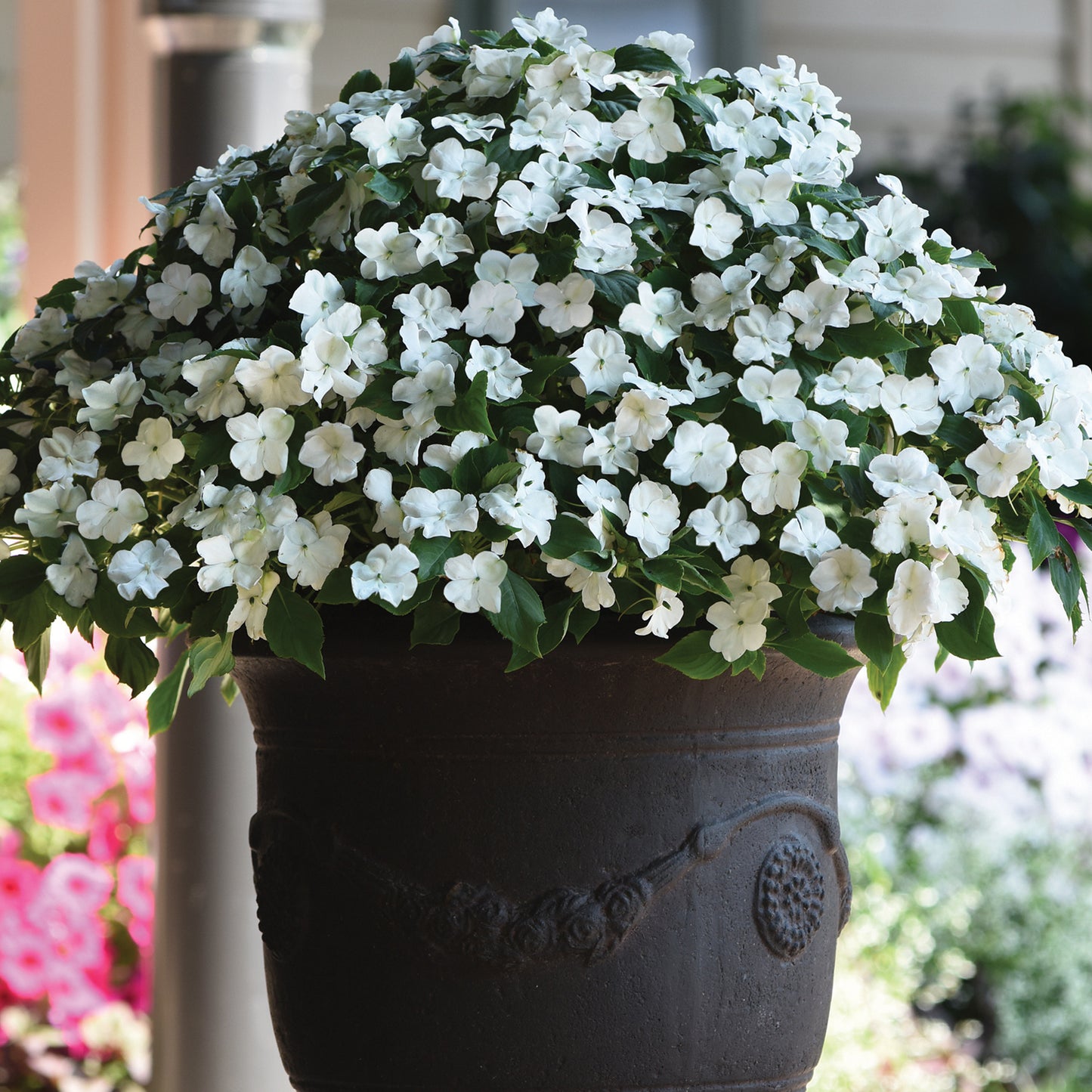 Bedding Plants - Impatiens Beacon White (6 Pack)