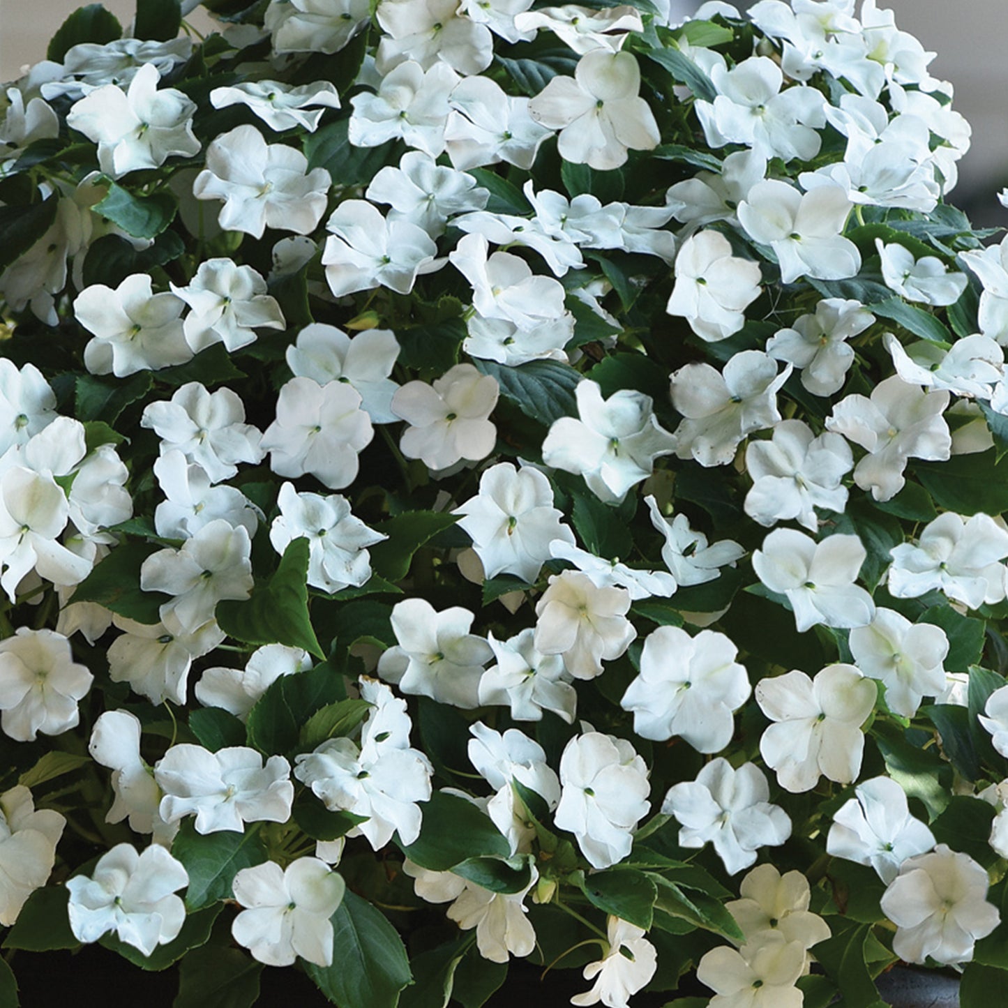 Bedding Plants - Impatiens Beacon White (6 Pack)