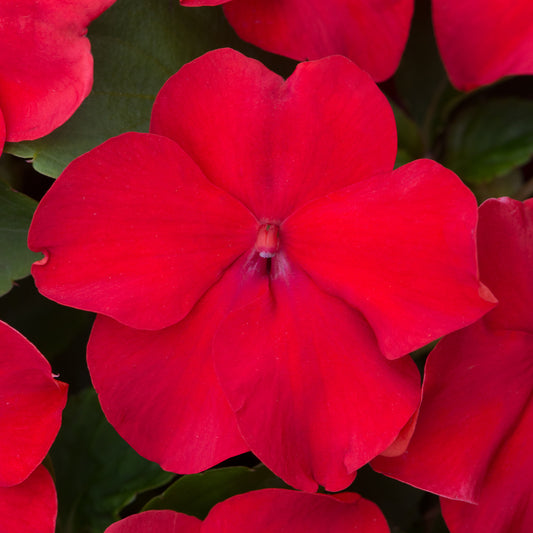 Bedding Plants - Impatiens Beacon Bright Red (6 Pack)
