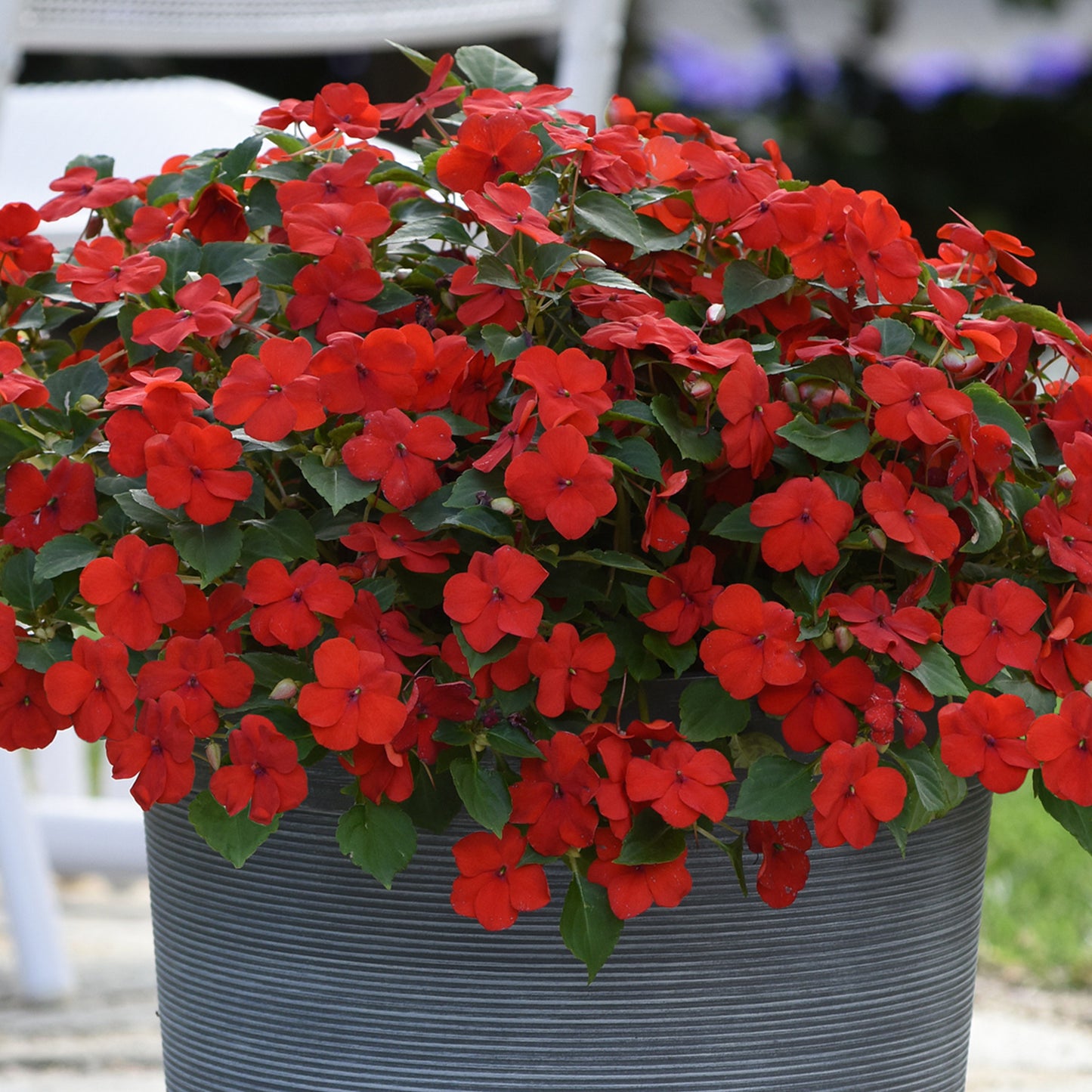 Bedding Plants - Impatiens Beacon Bright Red (6 Pack)