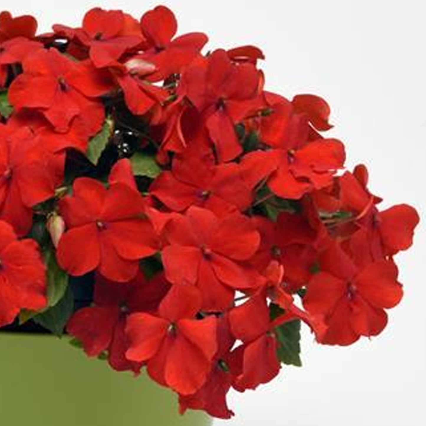 Bedding Plants - Impatiens Beacon Bright Red (6 Pack)