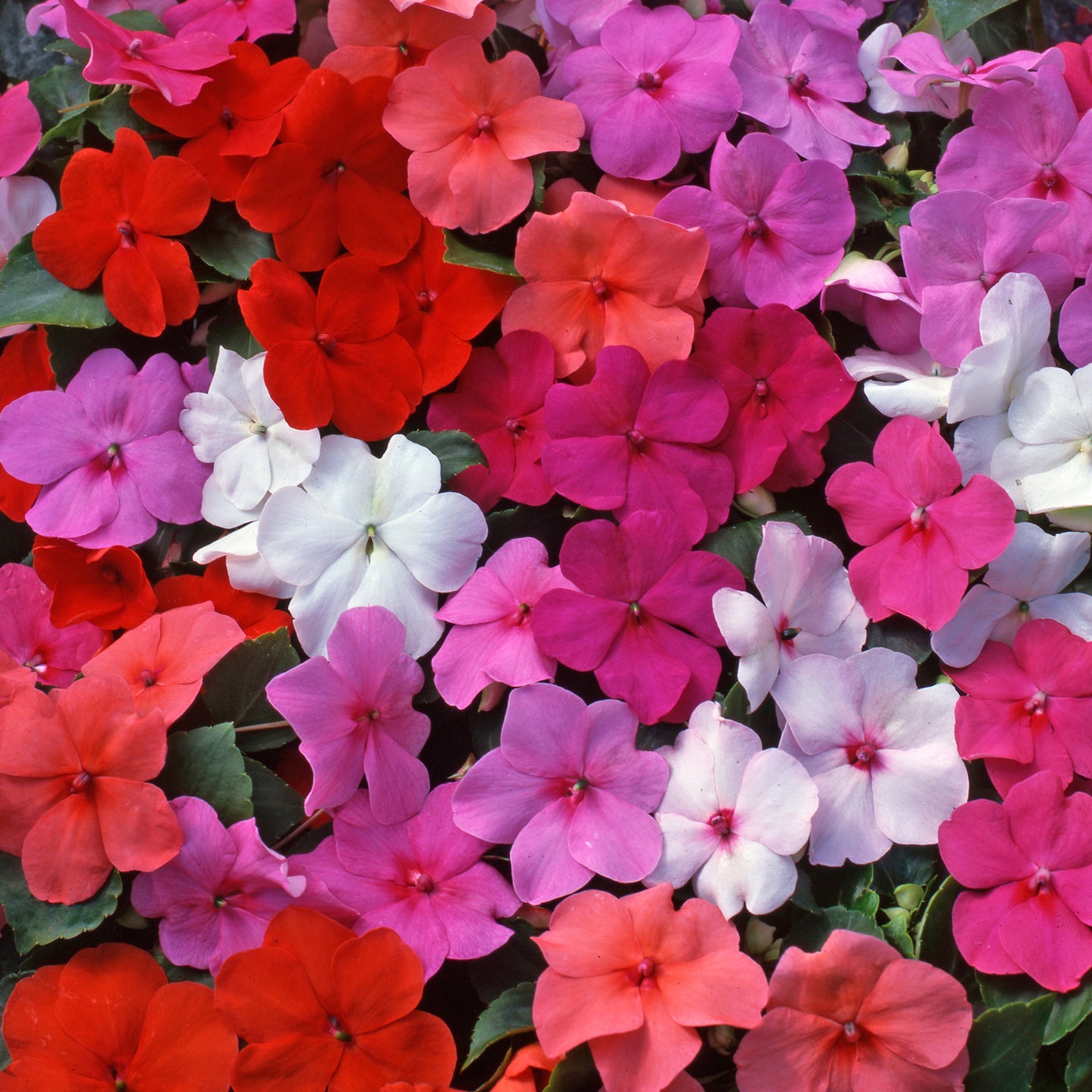 Bedding Plants - Impatiens Beacon Mix (6 Pack)