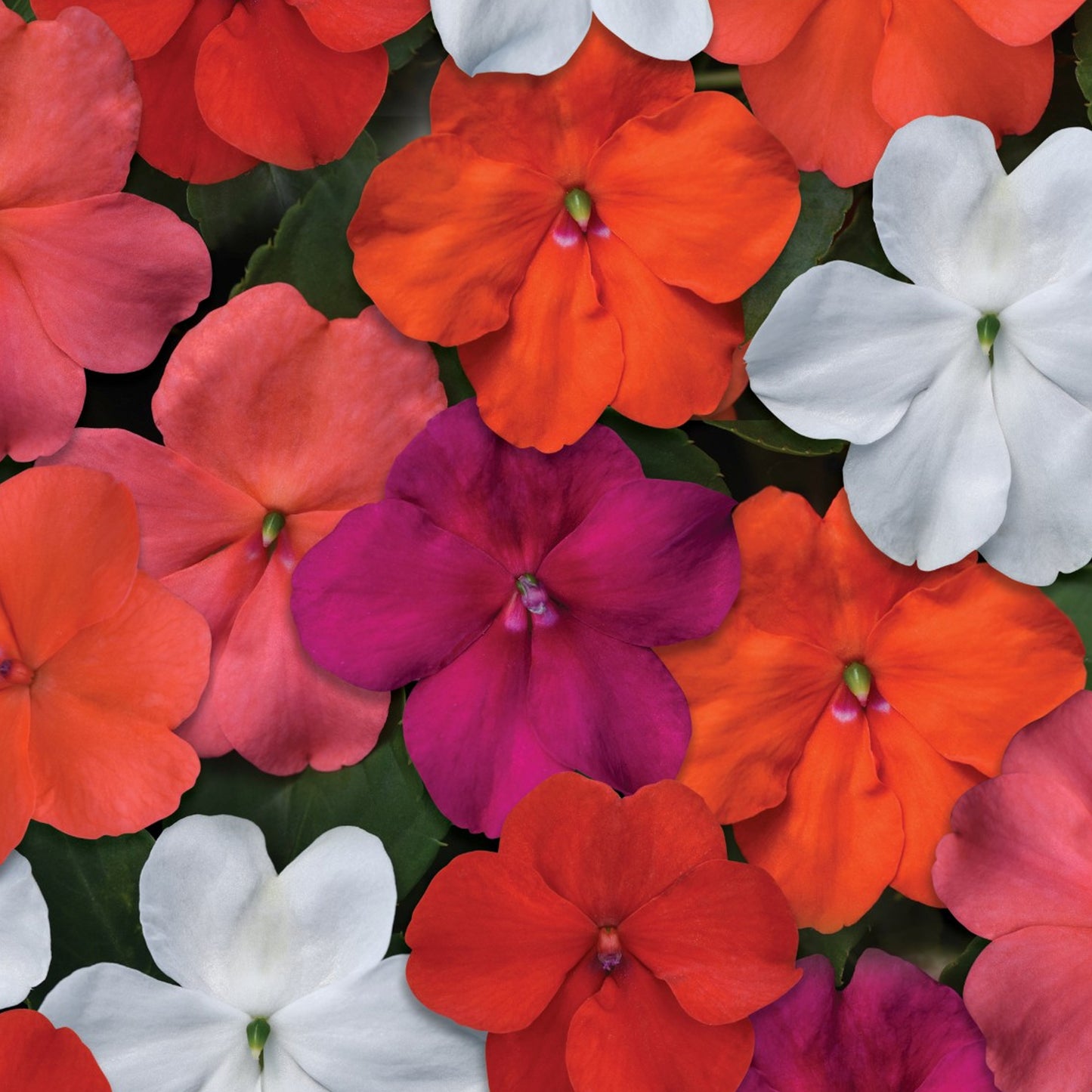 Bedding Plants - Impatiens Beacon Mix (6 Pack)