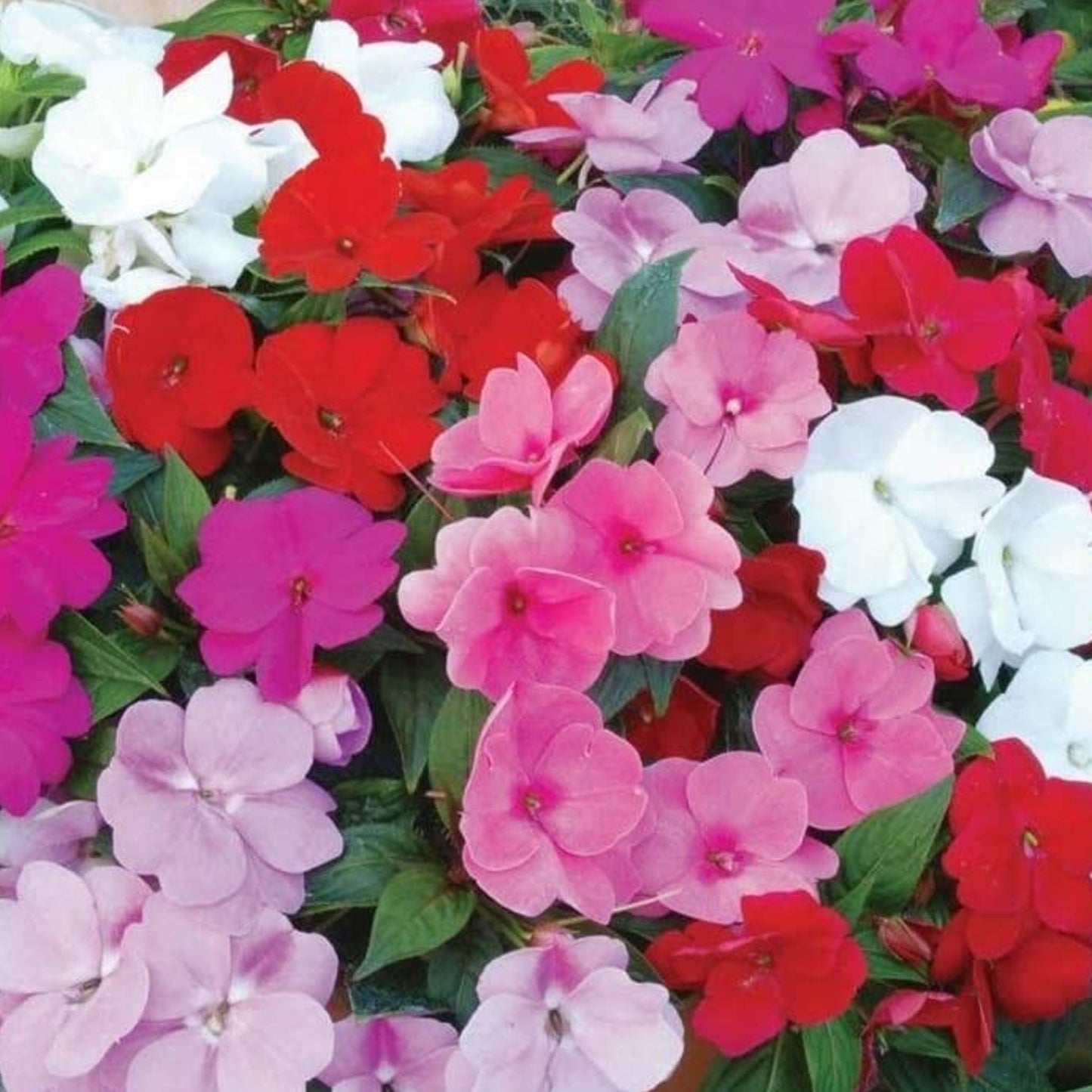 Bedding Plants - Impatiens Beacon Mix (6 Pack)