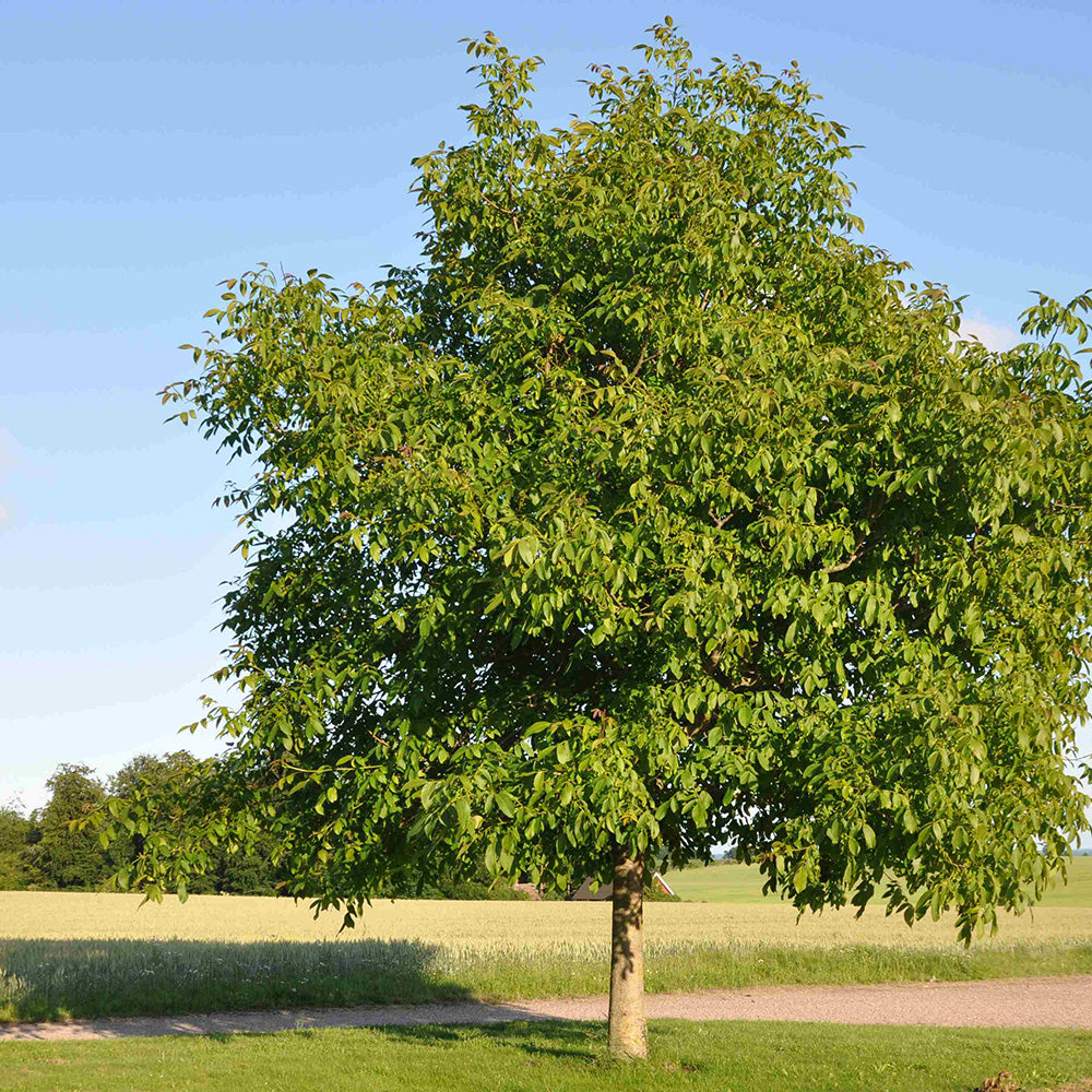 Juglans Regia Tree (12L, 5-6ft)