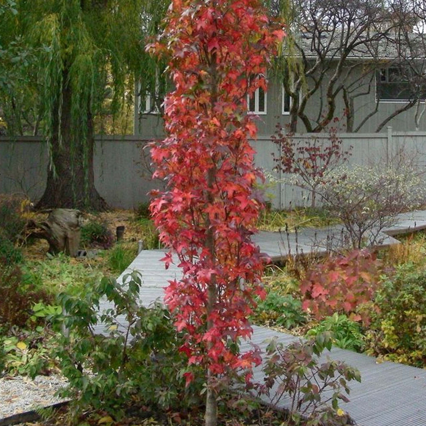 Liquidambar Slender Silhouette Tree (12L, 5-6ft)