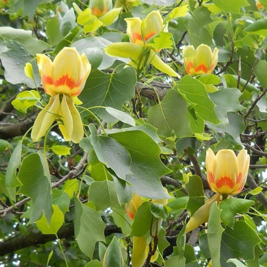 Liriodendron Tulipifera Tree (12L, 5-6ft)