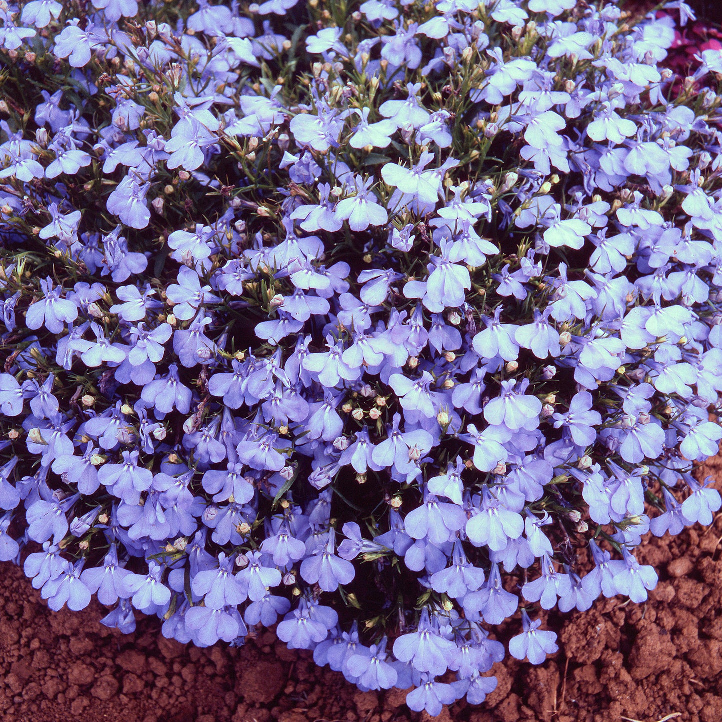 Bedding Plants - Lobelia Bush Cambridge Blue (10 Pack)