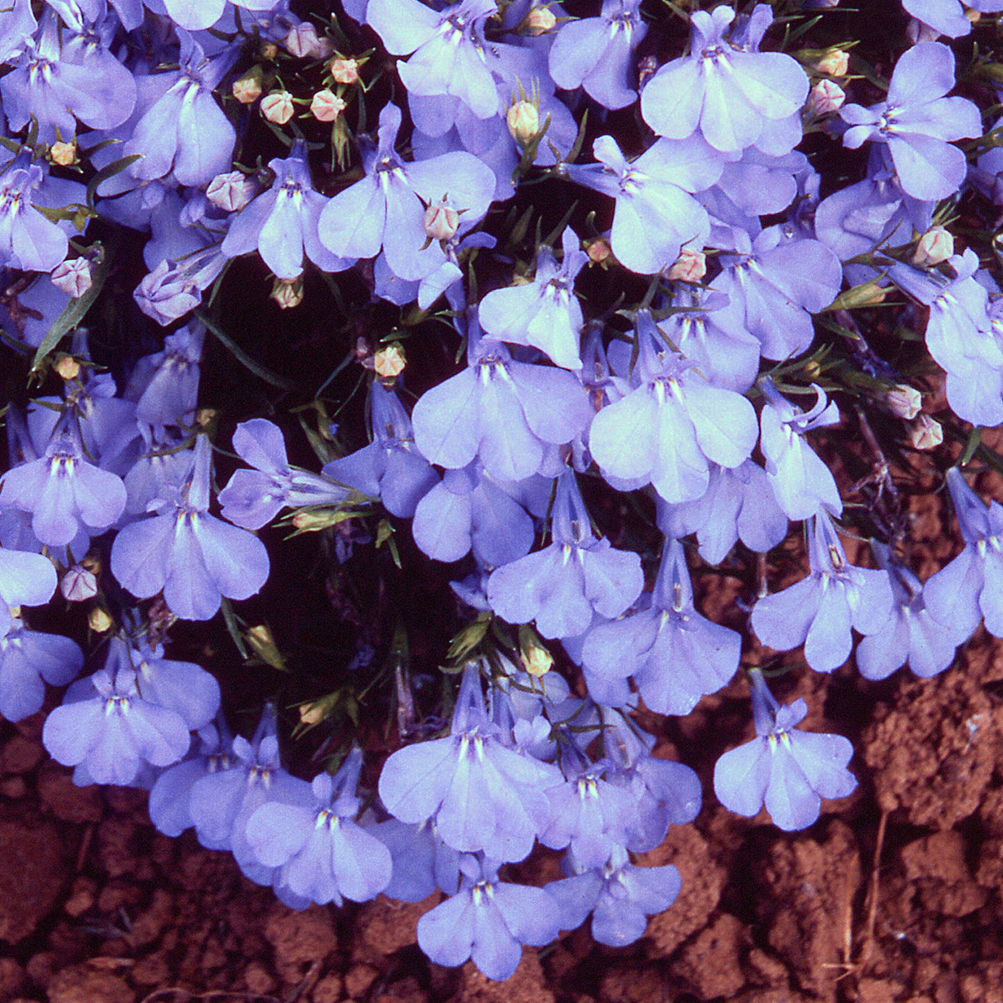 Bedding Plants - Lobelia Bush Cambridge Blue (10 Pack)