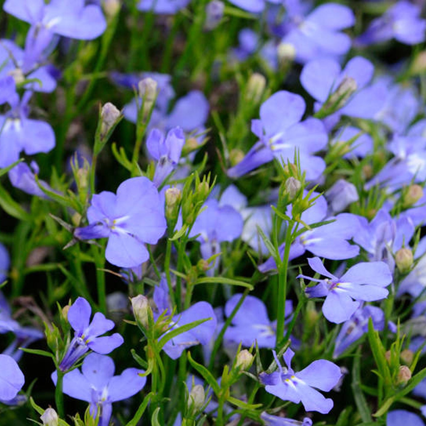 Bedding Plants - Lobelia Bush Cambridge Blue (10 Pack)