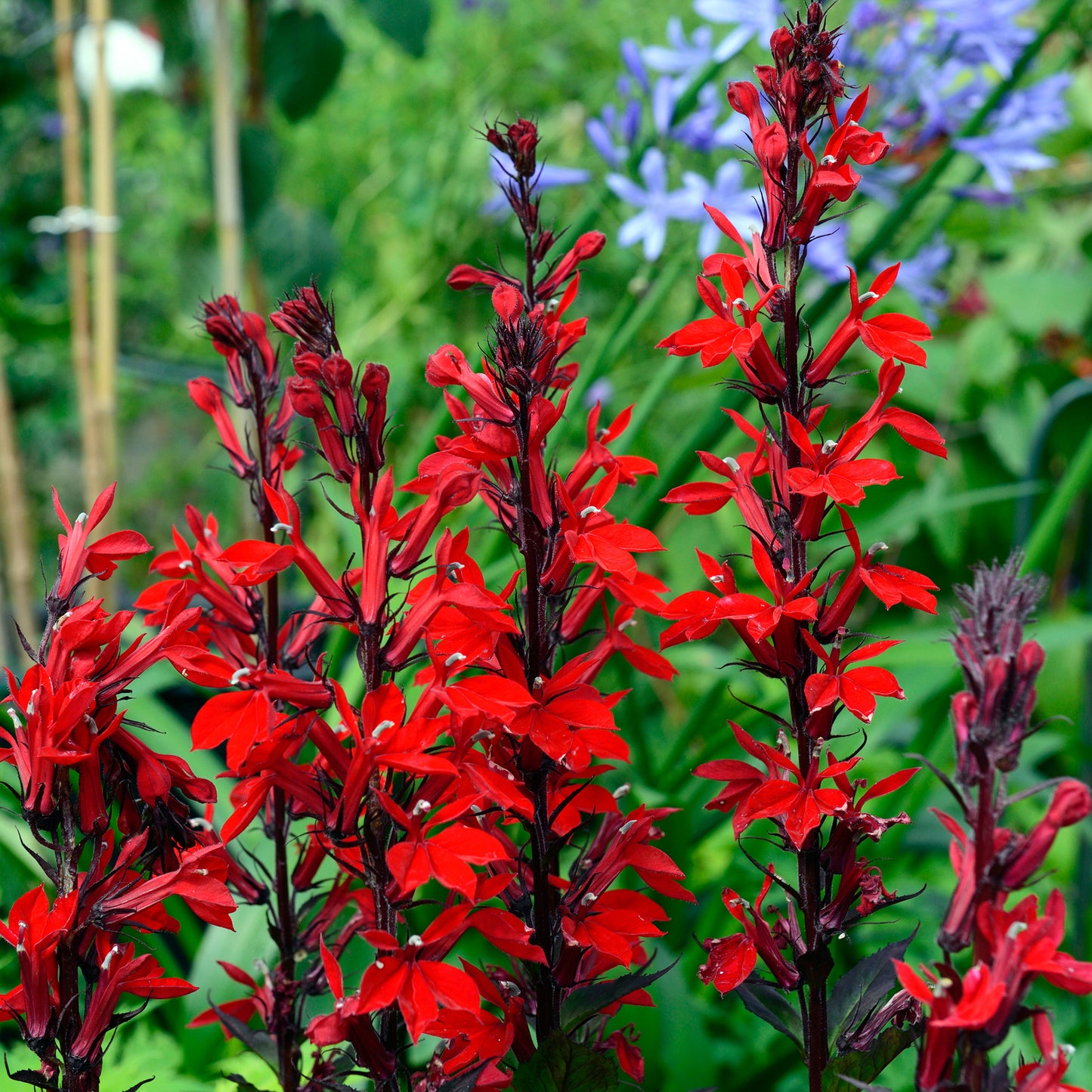 Bedding Plants - Lobelia Bush Red (10 Pack)