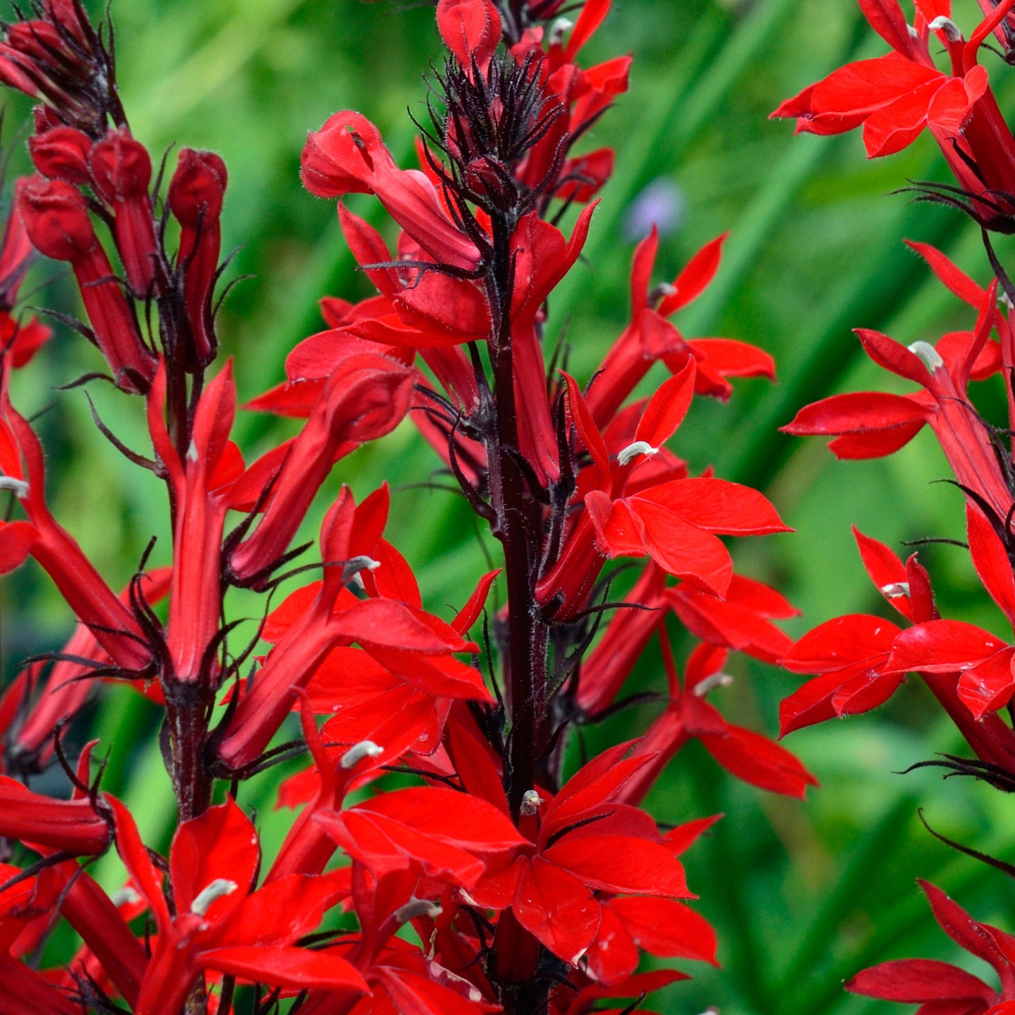 Bedding Plants - Lobelia Bush Red (10 Pack)