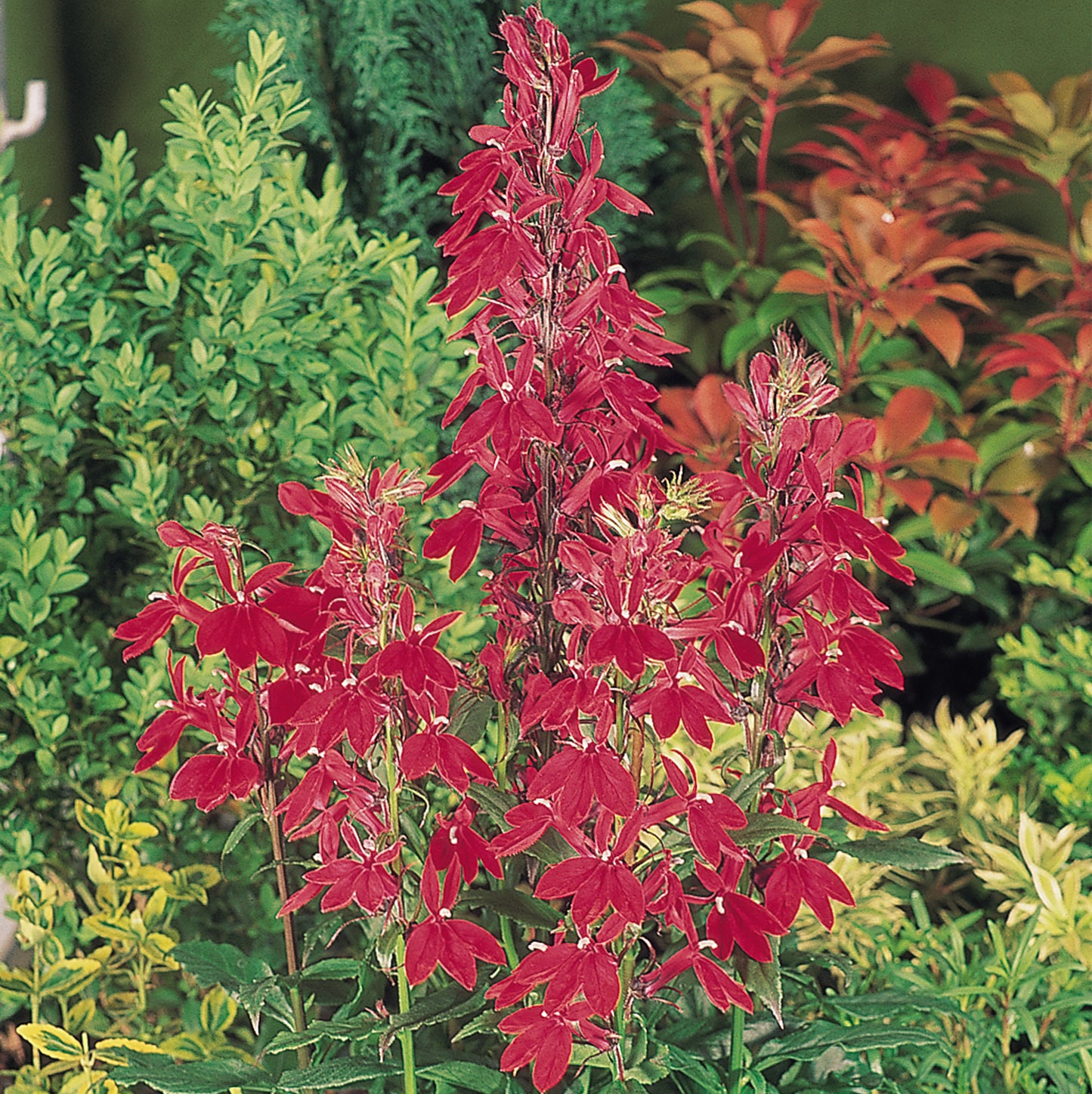 Bedding Plants - Lobelia Bush Red (10 Pack)