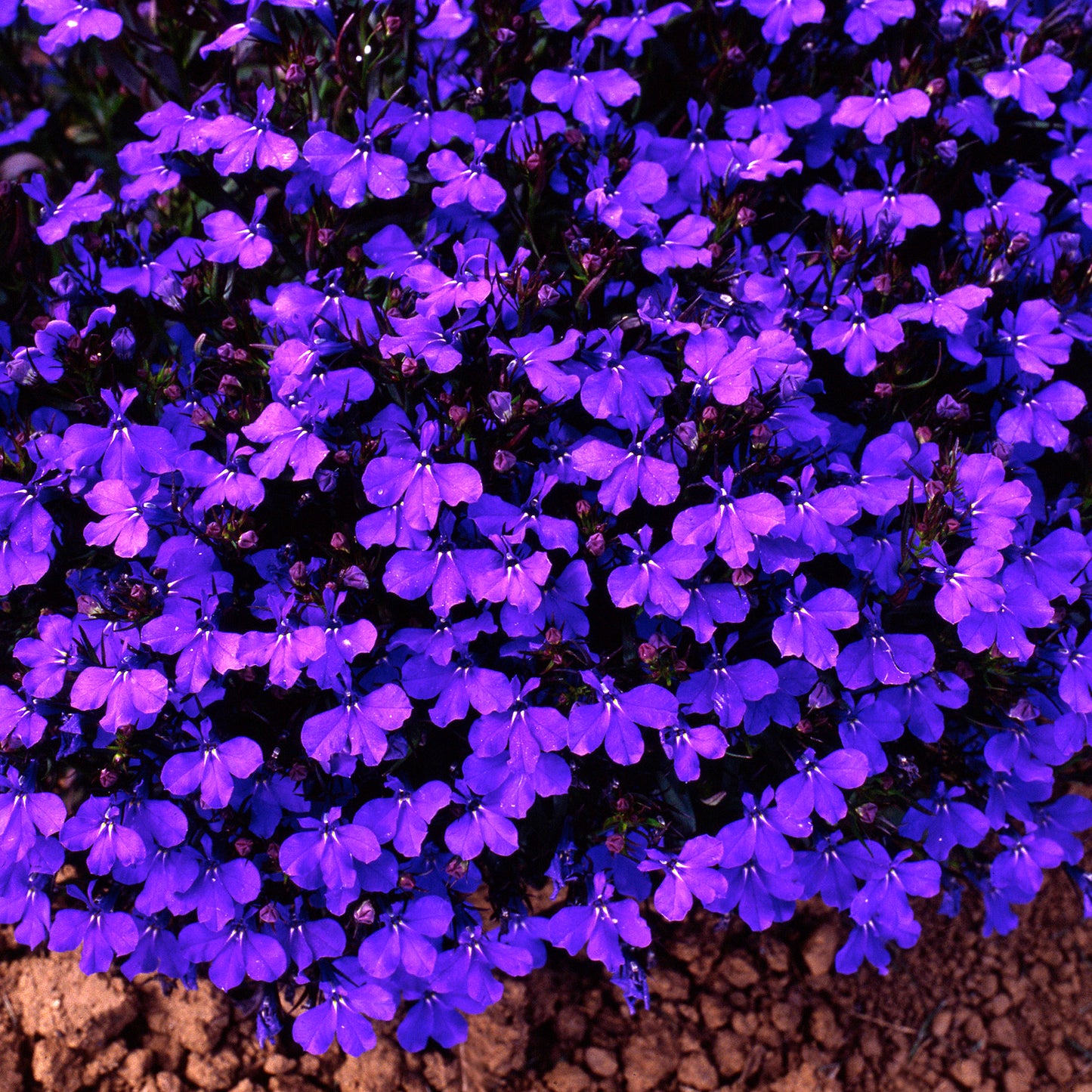 Bedding Plants - Lobelia Bush Crystal Palace (10 Pack)