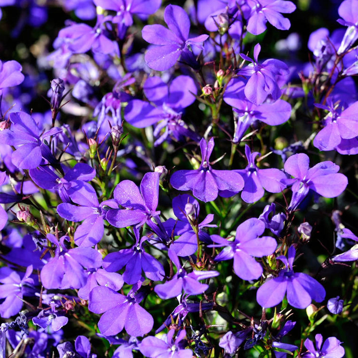 Bedding Plants - Lobelia Bush Crystal Palace (10 Pack)