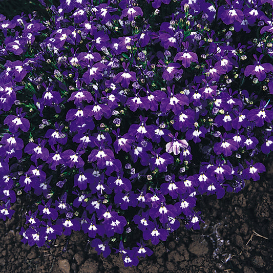 Bedding Plants - Lobelia Bush Mrs Clibran (10 Pack)