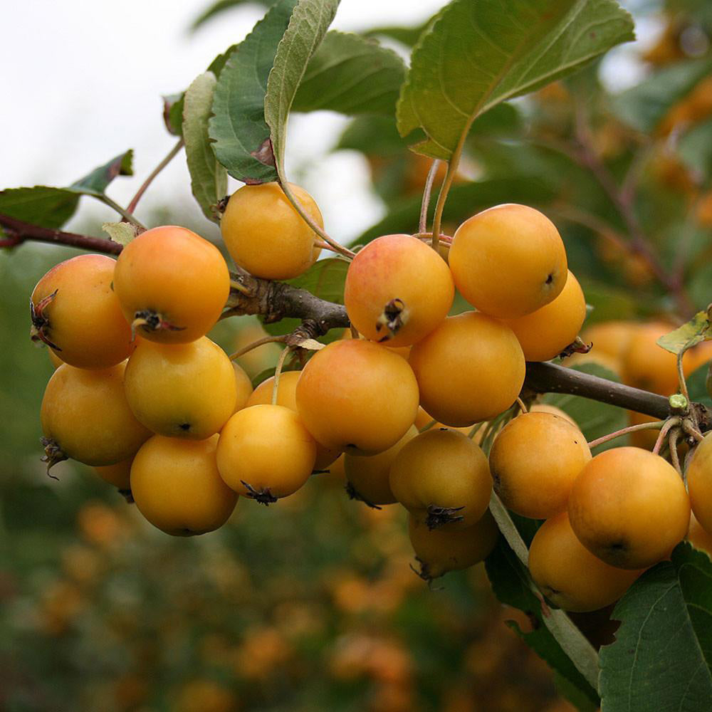 Malus Golden Hornet Tree (12L, 5-6ft)
