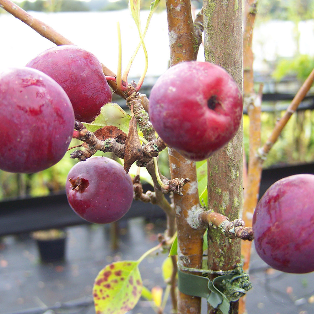 Malus Pink Glow Tree (12L, 5-6ft)