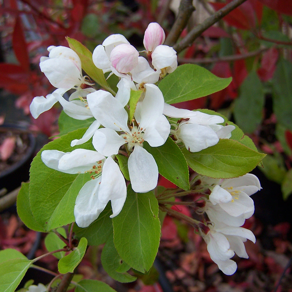 Malus Pink Glow Tree (12L, 5-6ft)