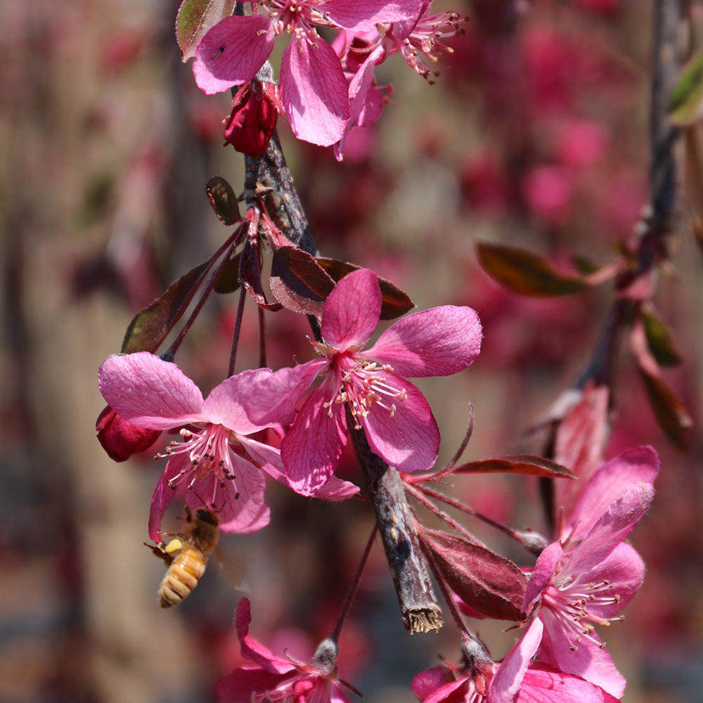 Malus Royal Beauty Tree (12L, 5-6ft)
