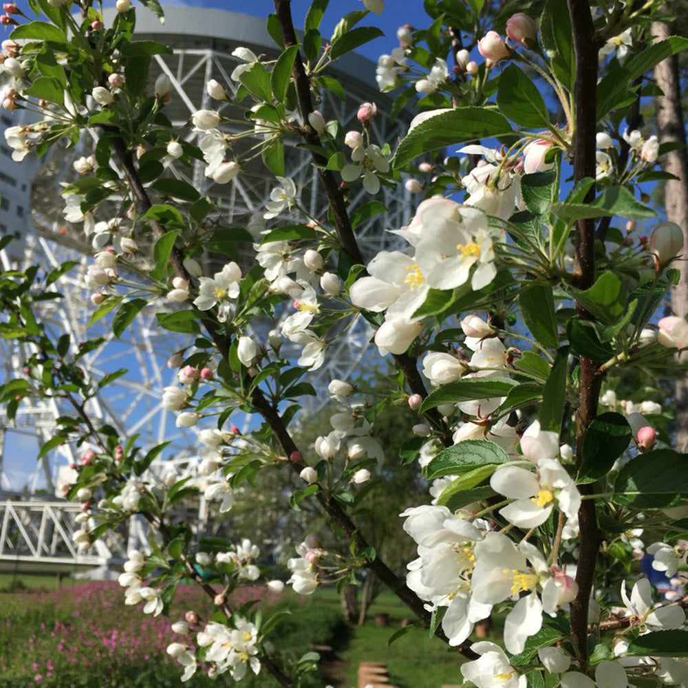 Malus White Star Tree (12L, 5-6ft)