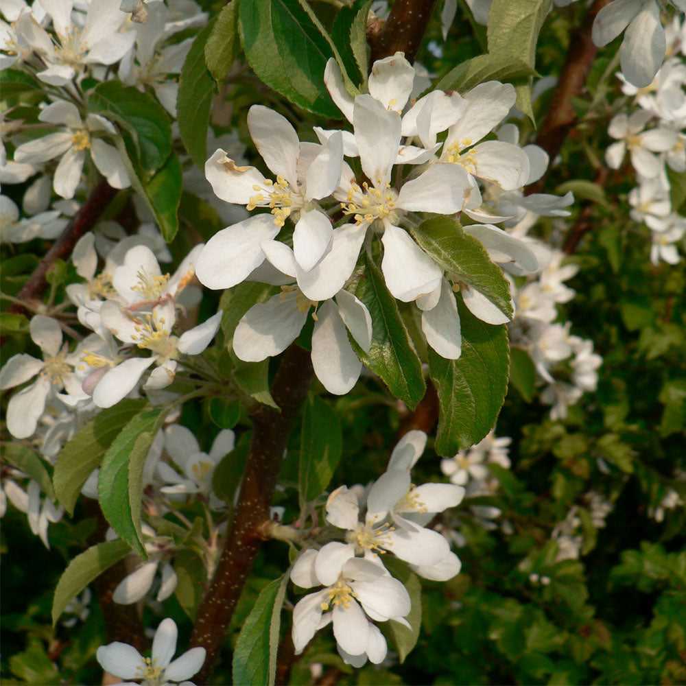 Malus White Star Tree (12L, 5-6ft)