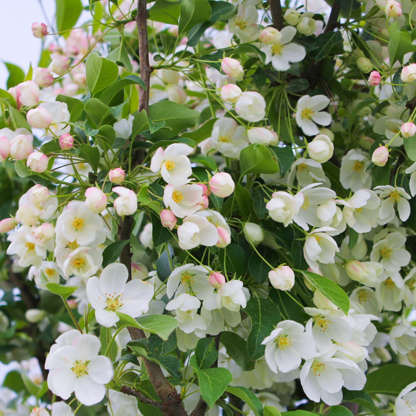 Malus Yellow Siberian Tree (12L, 5-6ft)