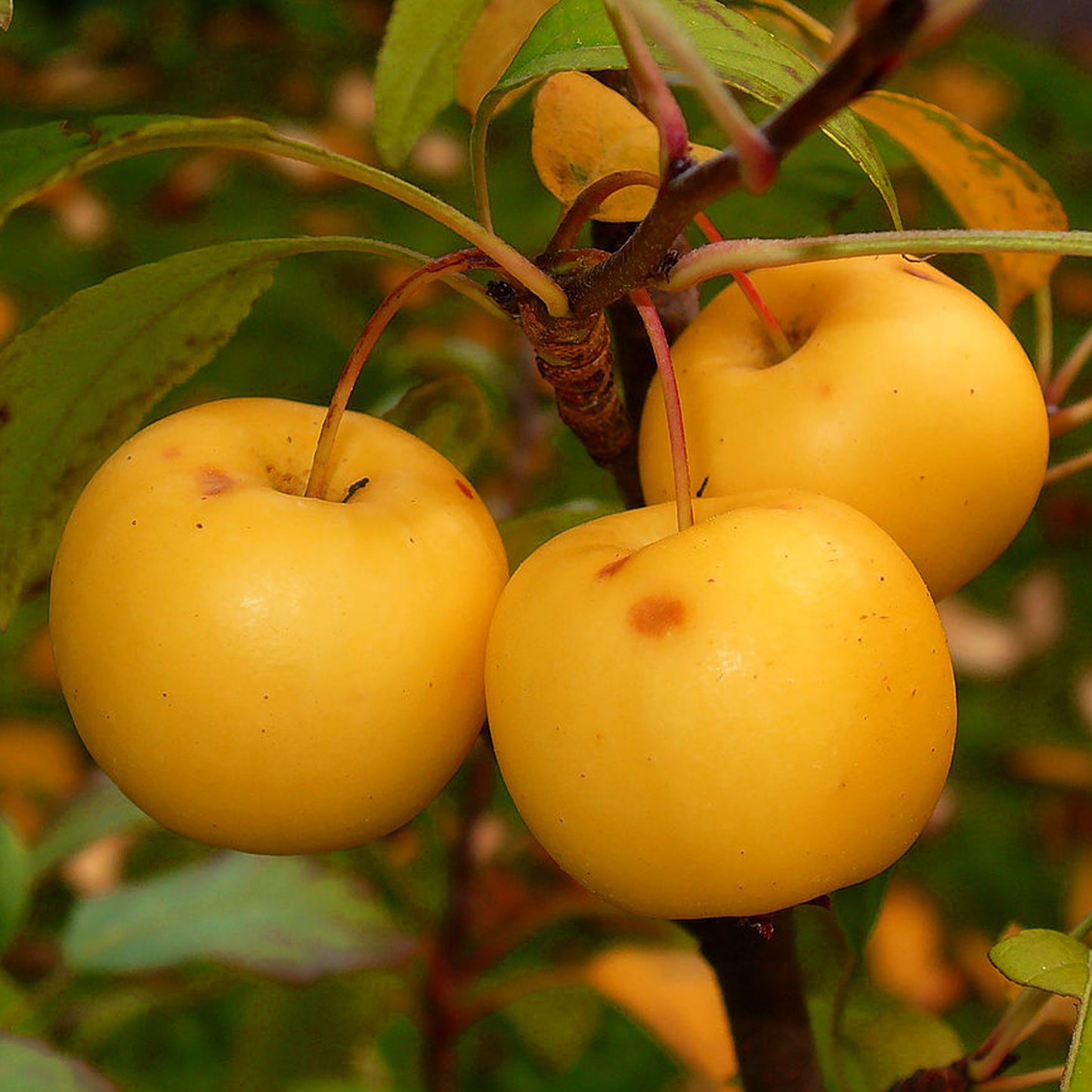 Malus Yellow Siberian Tree (12L, 5-6ft)