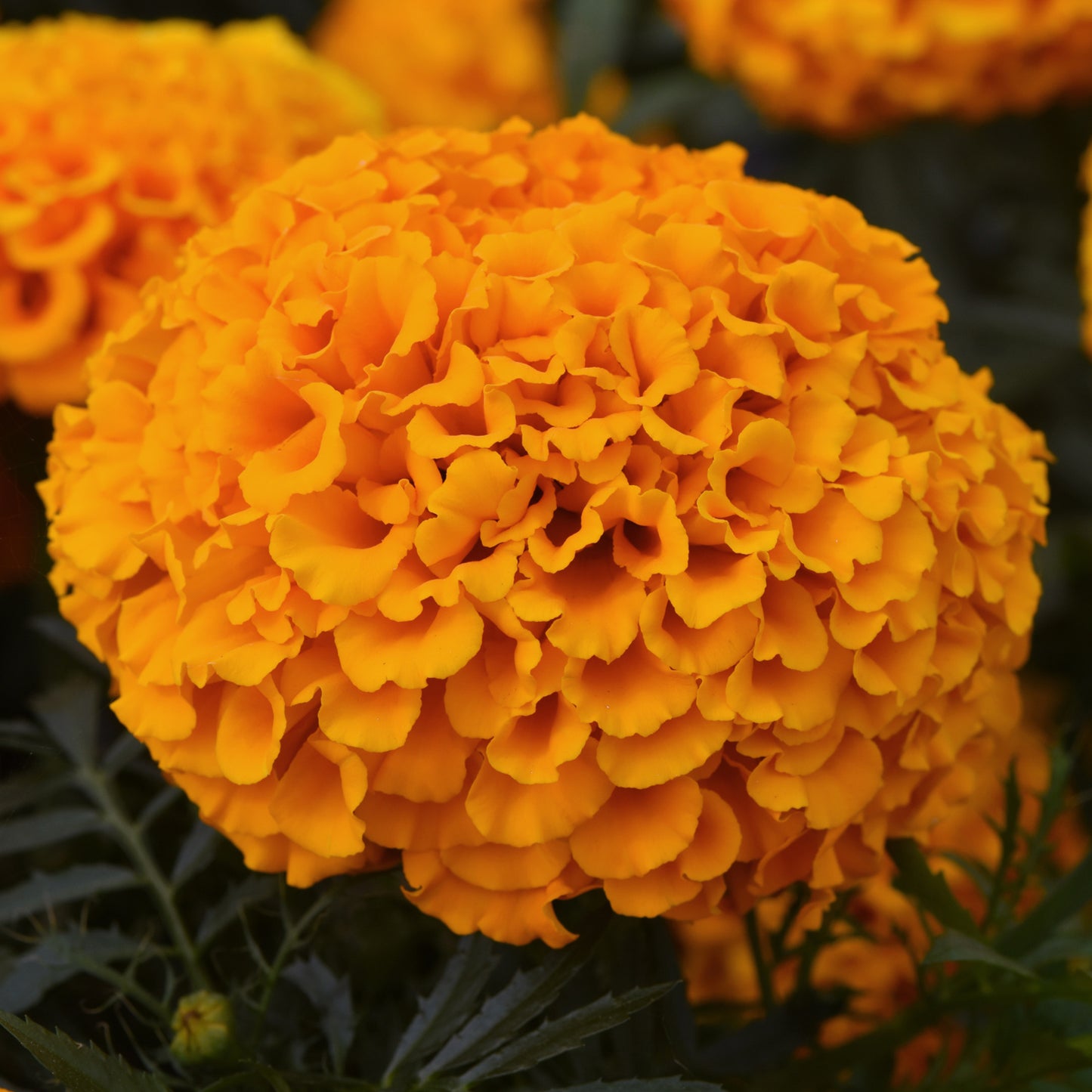 Bedding Plants - Marigold American F1 Marvel Orange (6 Pack)