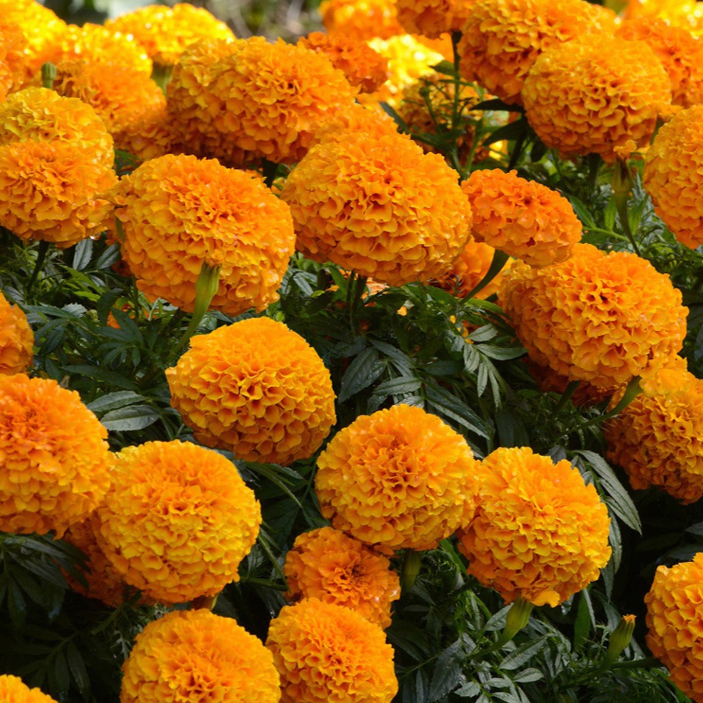 Bedding Plants - Marigold American F1 Marvel Orange (6 Pack)