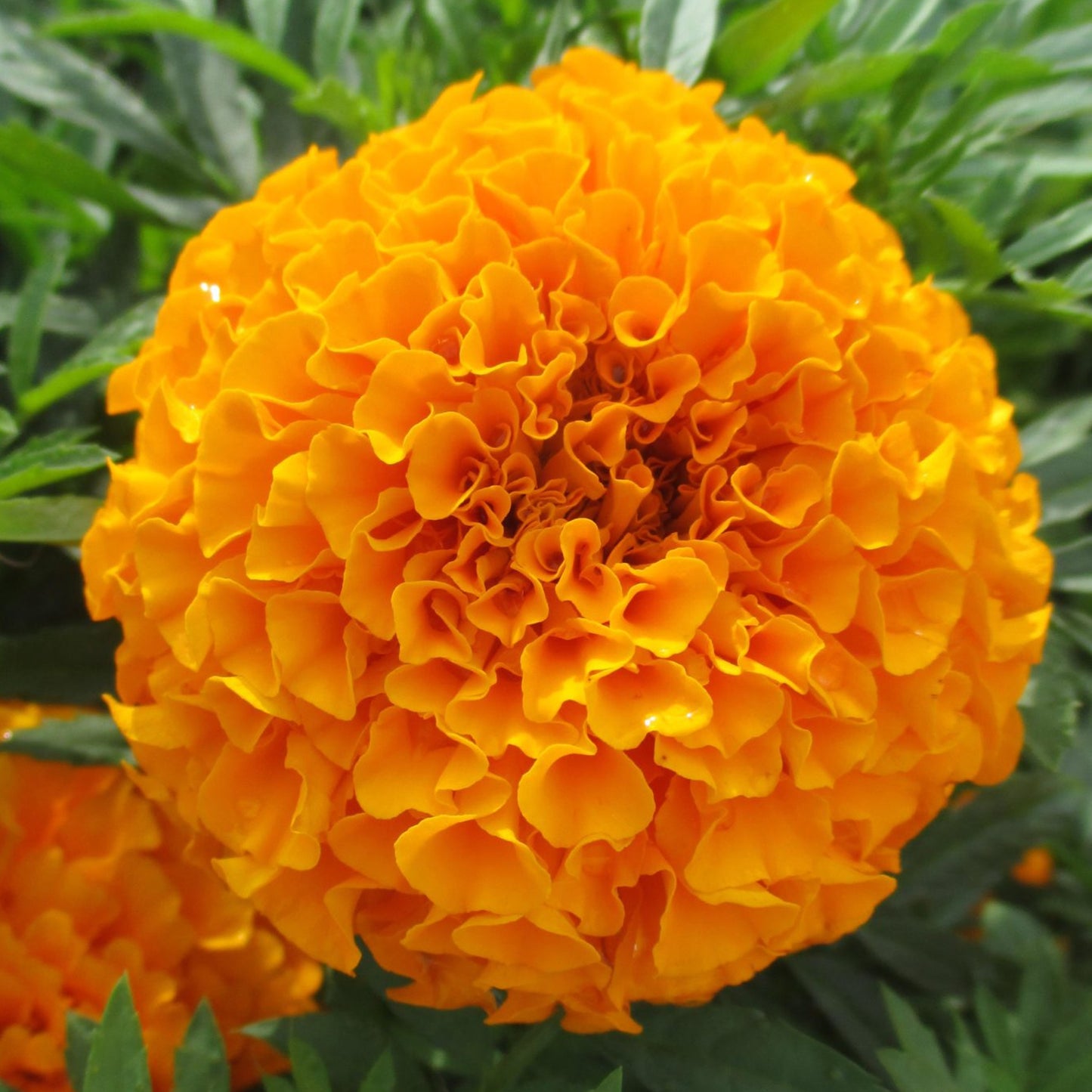 Bedding Plants - Marigold American F1 Marvel Orange (6 Pack)