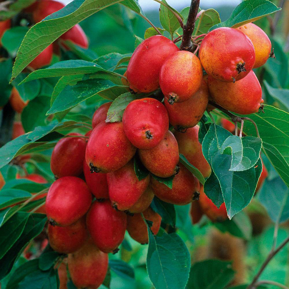 Malus John Downie Tree (12L, 5-6ft)