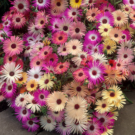 Bedding Plants - Mesembryanthemum Mixed (6 Pack)