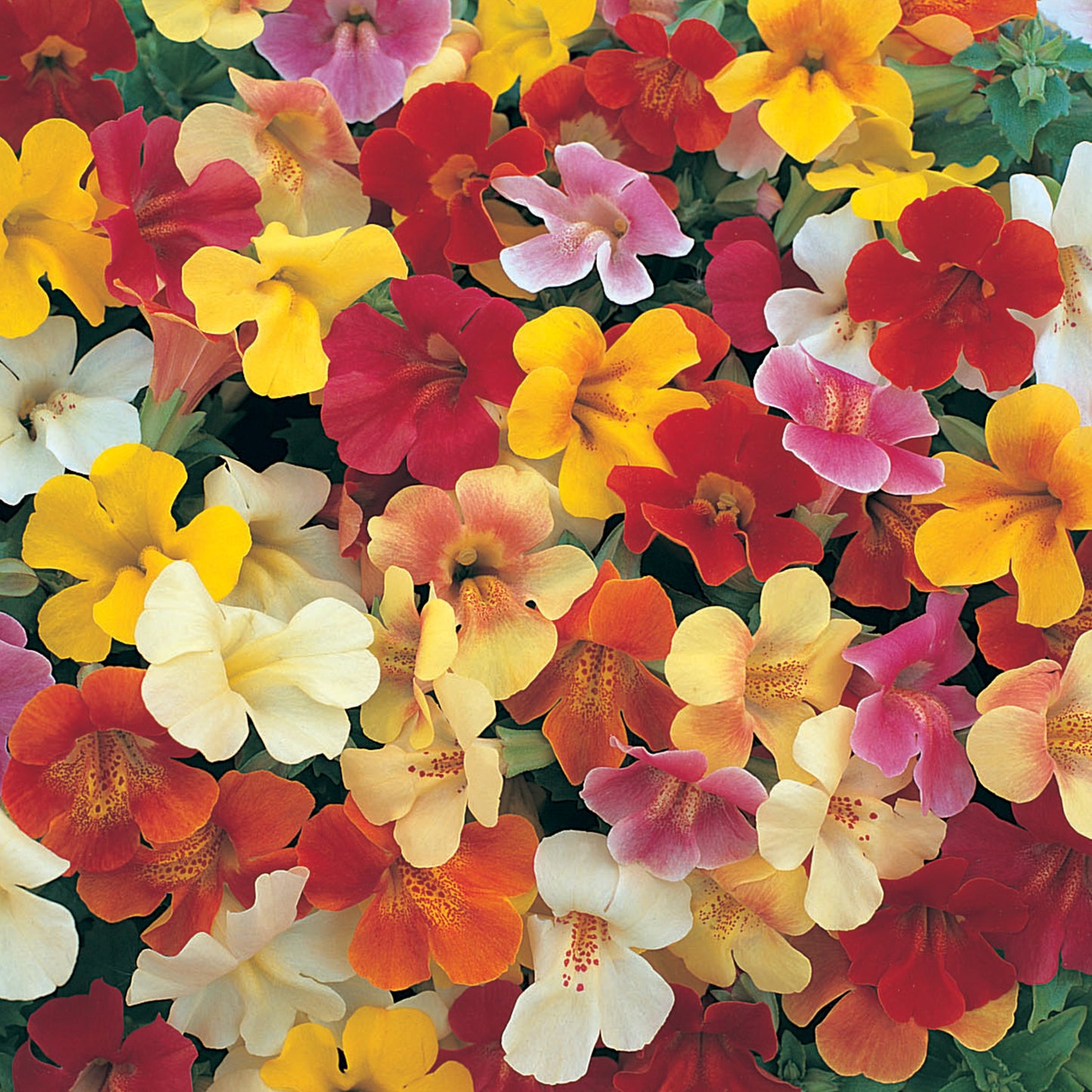 Bedding Plants - Mimulus Magic Mixed (6 Pack)