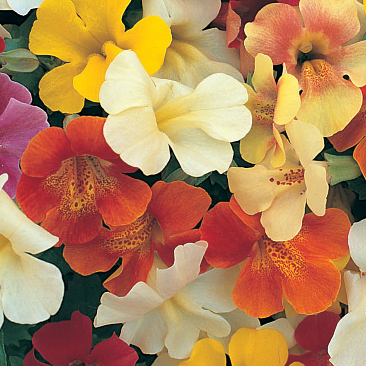 Bedding Plants - Mimulus Magic Mixed (6 Pack)